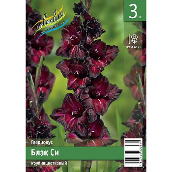 Гладиолус Блэк Си 10/12 3 Эконом шт 