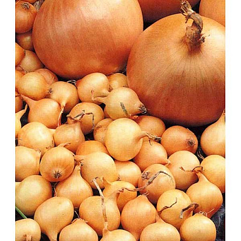 Лук-севок СЕНШУЙ 10-21 20кг +/-5% (цена за мешок) РОССИЯ 