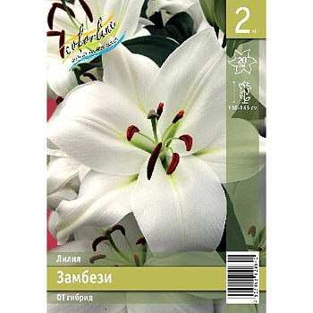 Лилия Замбези 14/16 2 Эконом шт 