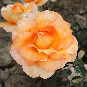 Роза чайно-гибридная Луи де Фюнес Садовита