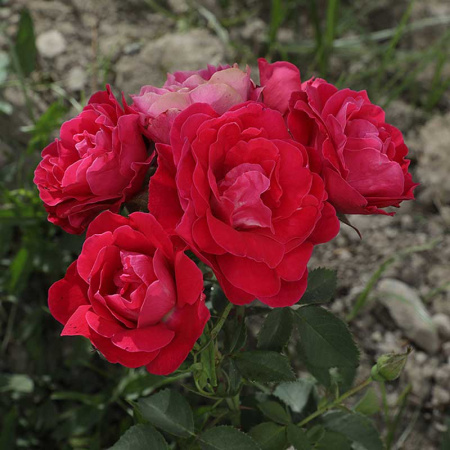 Роза канадская (плетистая) Фронтенак Садовита