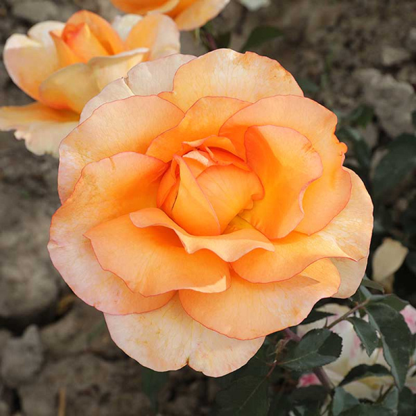 Роза чайно-гибридная Луи де Фюнес Садовита