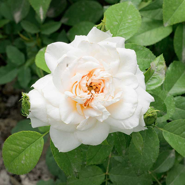 Роза Флорибунда Лионс Роуз Садовита