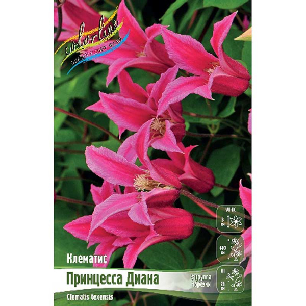 Клематис Принцесса Диана I 25 шт Биг-пак 4558 