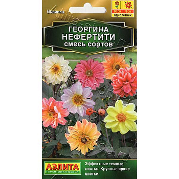 Георгин Нефертити Аэлита Ц 