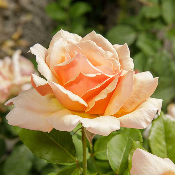 Роза флорибунда Гейша Садовита