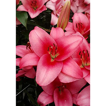 Лилия Сентоза 10/12 2 Эконом шт