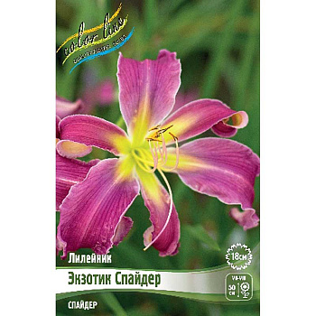 Лилейник Экзотик Спайдер I 1 шт