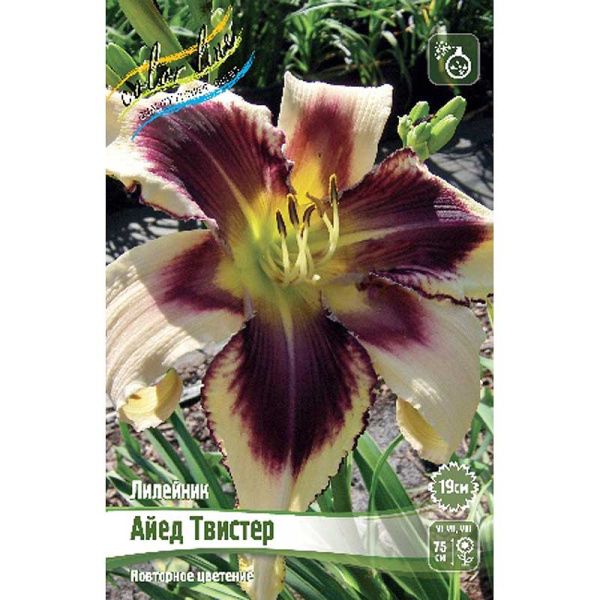 Лилейник Айед Твистер I 25 шт Биг-пак 13401