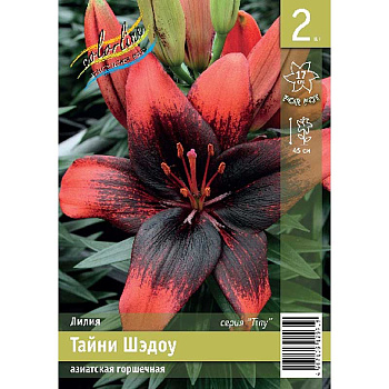 Лилия Тайни Шэдоу 10/12 2 Эконом шт 