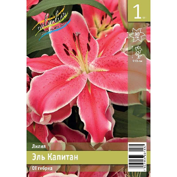 Лилия Эль Капитан 14/16 1 Эконом шт