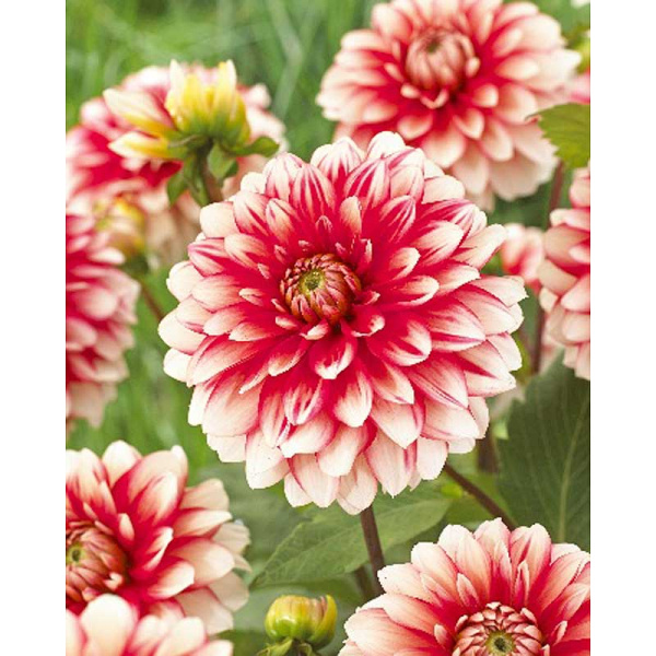 Георгина Ларриз Лов I 1 шт