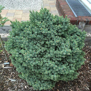 11506 Ель Канадская Сесилия 25-30см с комом ,шт