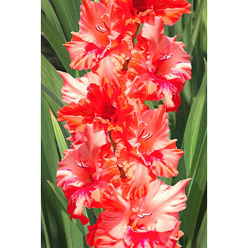 Гладиолус Харьков 12/14 100 шт Садовита Шоу-Бокс 13748 