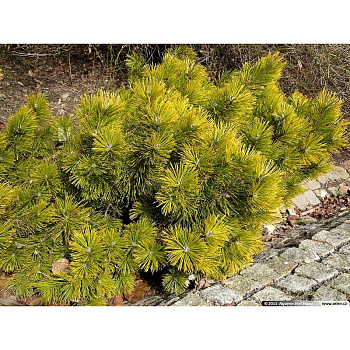 Сосна Горная Винтер Голд C5 штамб 50cm ,шт