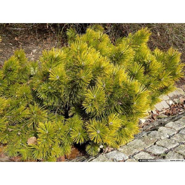 Сосна Горная Винтер Голд C5 штамб 50cm ,шт