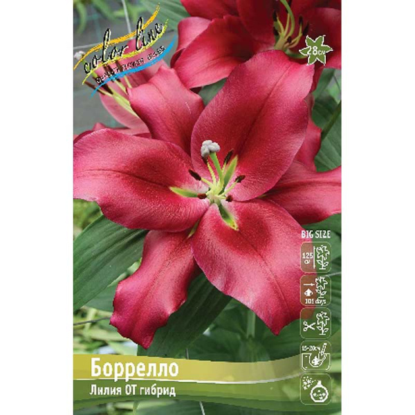 Лилия Боррелло 16/18 3 шт