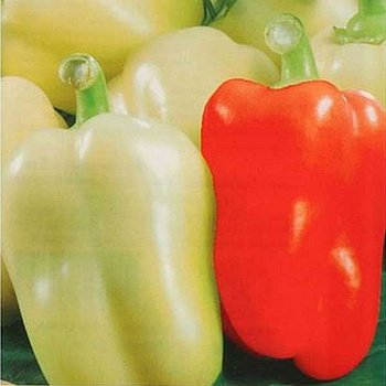 Перец Джейд 500шт Sakata