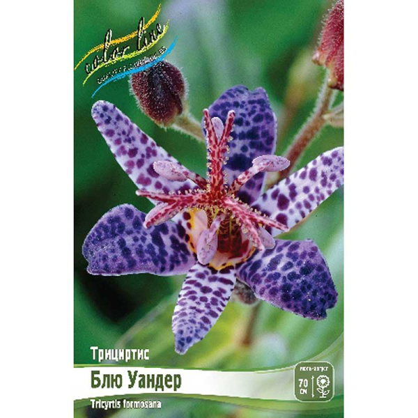 Трициртис Блю Уандер I 1 шт