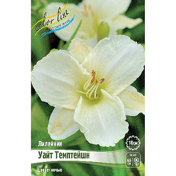 Лилейник Уайт Темптейшн I 1 шт
