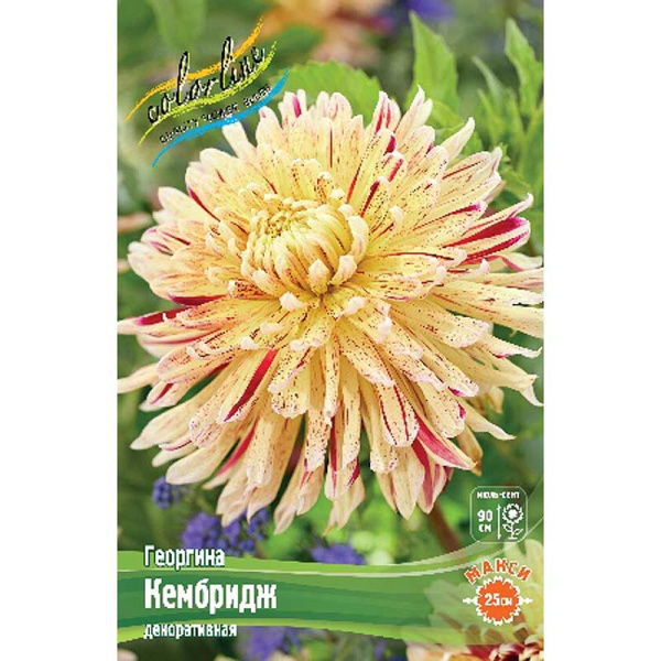 Георгина Кембридж I 1 шт