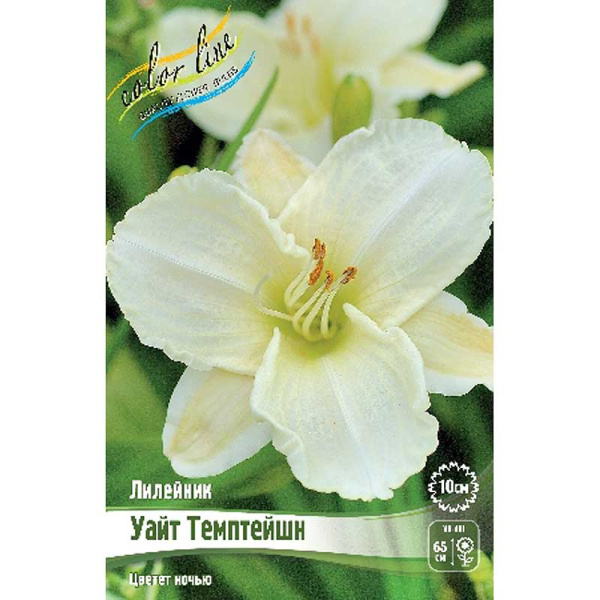 Лилейник Уайт Темптейшн I 1 шт