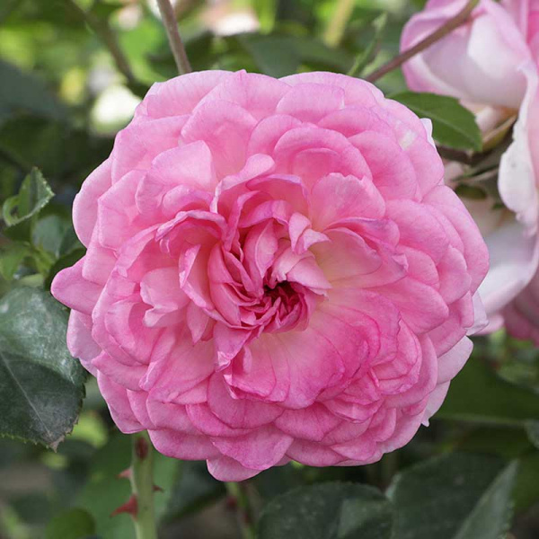 Роза плетистая Ютерсен Розенпринцессин Садовита