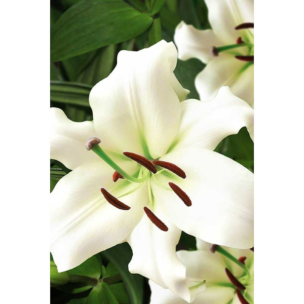 Лилия Притти Вумен 12/14 5 шт Садовита