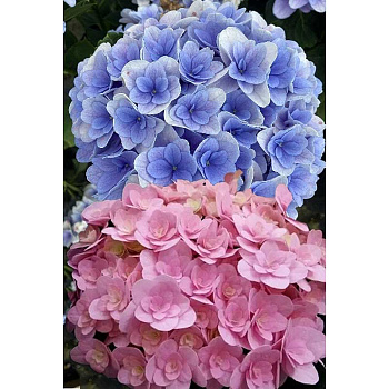 4694 Гортензия Крупнолистовая Флорентина P12 ,шт