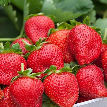 Земляника садовая Элиани (цена за 40 шт) ОСП