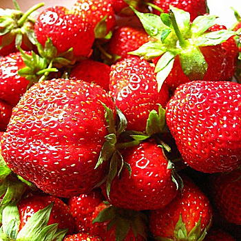 Земляника садовая Лорд (цена за 40 шт) ОСП