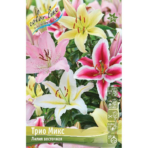 Лилия Трио Микс 12/14 3 шт 