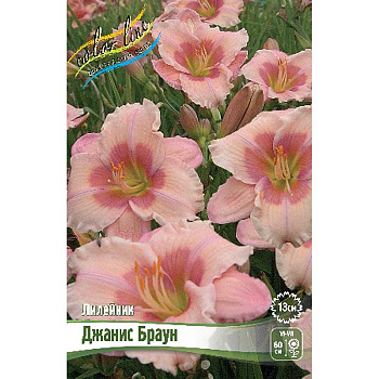 Лилейник Джанис Браун I 1 шт 