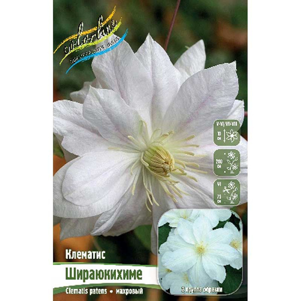 Клематис Шираюкихиме I 2 шт 