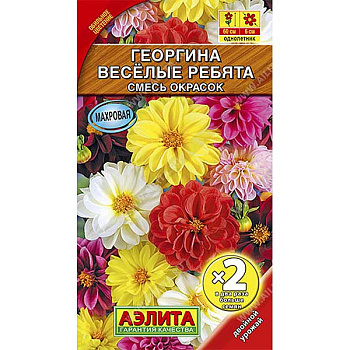 Георгин Веселые ребята 2-ая гр Аэлита Ц 