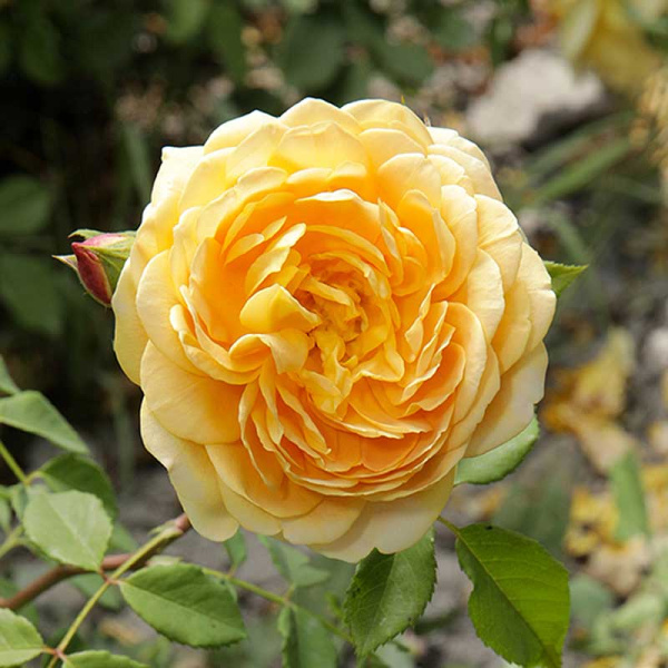 Роза шраб (английская) Голден Селебрейшн Садовита