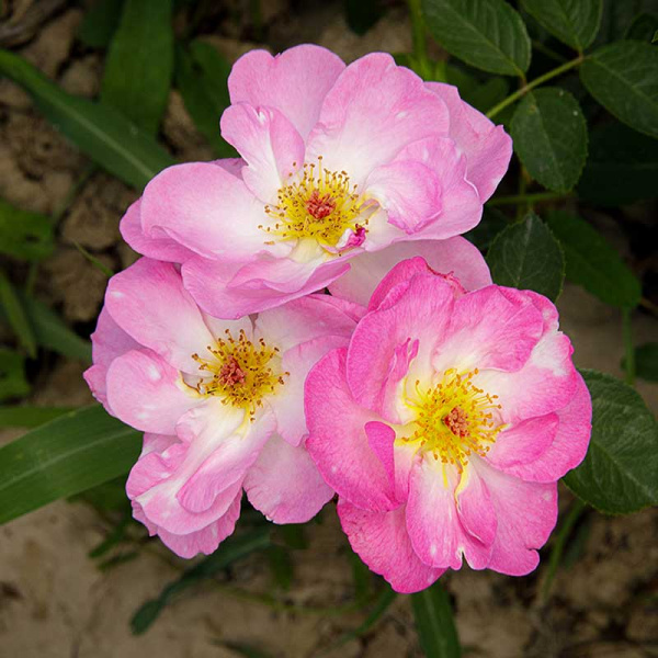 Роза флорибунда Париж 2000 Садовита