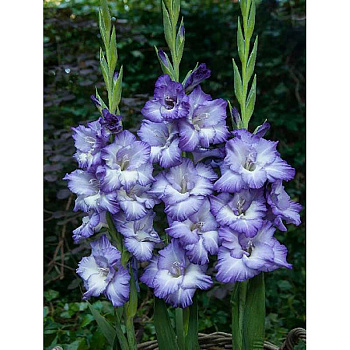 Гладиолус Тритон 12/14 5 шт 