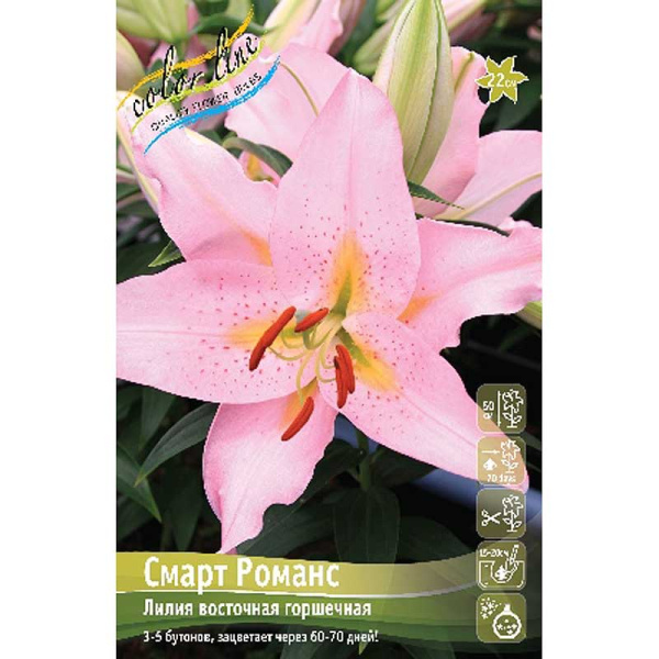 Лилия Смарт Романс 12/14 25 шт Биг-пак 13740