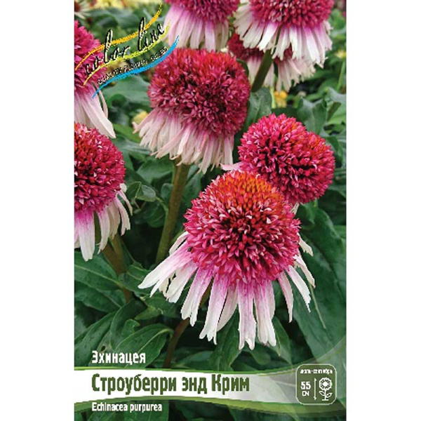 Эхинацея Строуберри Энд Крим I 1 шт 