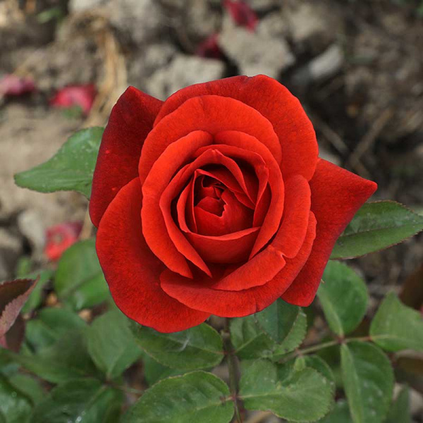 Роза чайно-гибридная Терракота Садовита