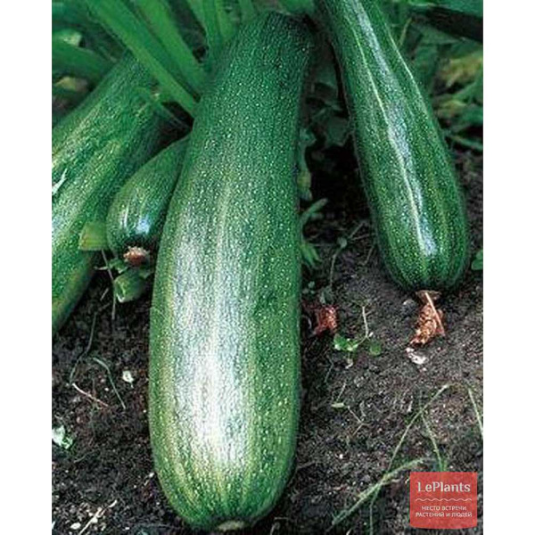 Кабачок Цубода цуккини Марс Ц