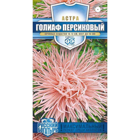 Астра Голиаф персиковый Гавриш Ц 