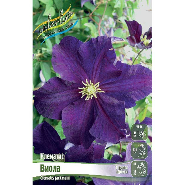 Клематис Виола I 2 шт