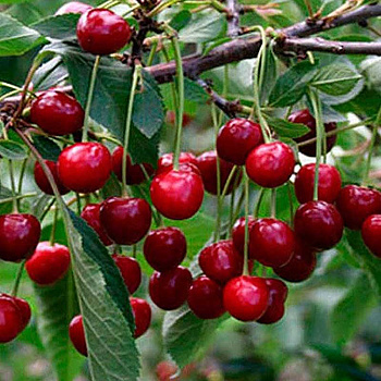 Вишня Тургеньевская (Тургеневка) Садовита