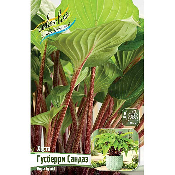 Хоста Гусберри Сандаэ 1 n 25 шт Биг-Пак 9744