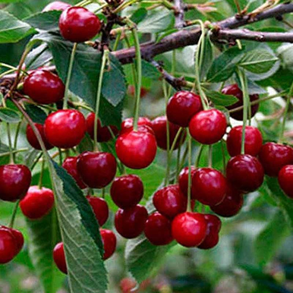 Вишня Тургеньевская (Тургеневка) Садовита