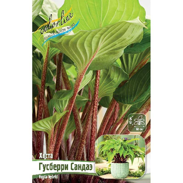 Хоста Гусберри Сандаэ 1 n 25 шт Биг-Пак 9744