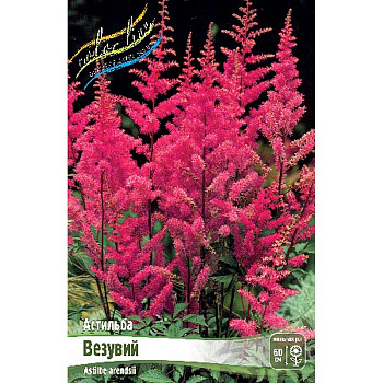 Астильба Везувий 2/3 n 1 шт