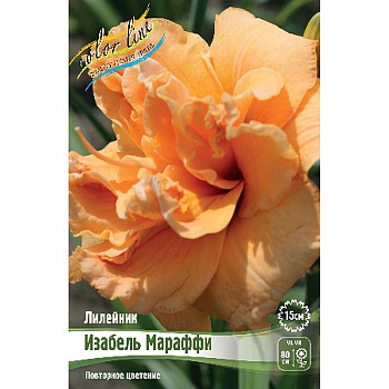 9754 Биг-пак Лилейник Изабель Мараффи I 25 шт 